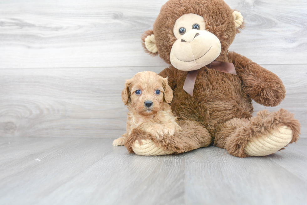 Petite Cavapoo Poodle Mix Pup