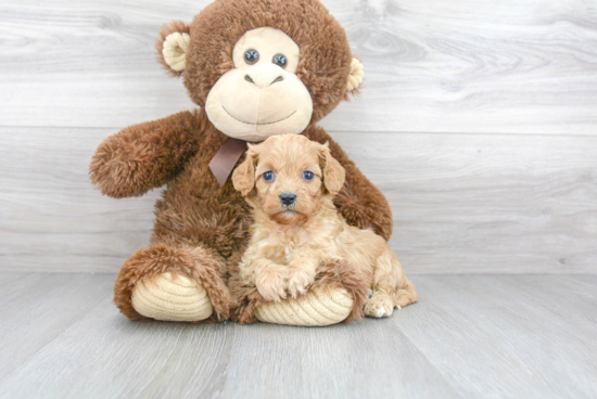 Friendly Cavapoo Baby