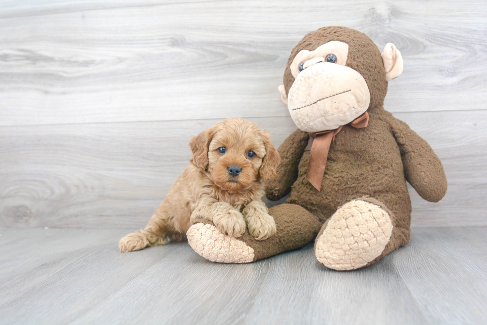 Adorable Cavoodle Poodle Mix Puppy