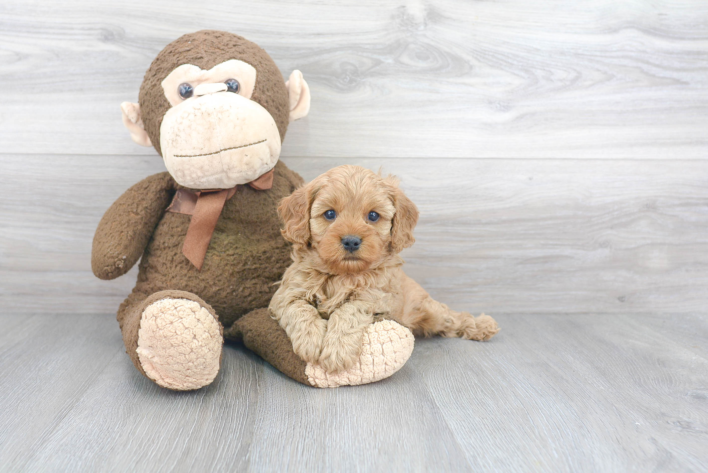 Funny Cavapoo Poodle Mix Pup