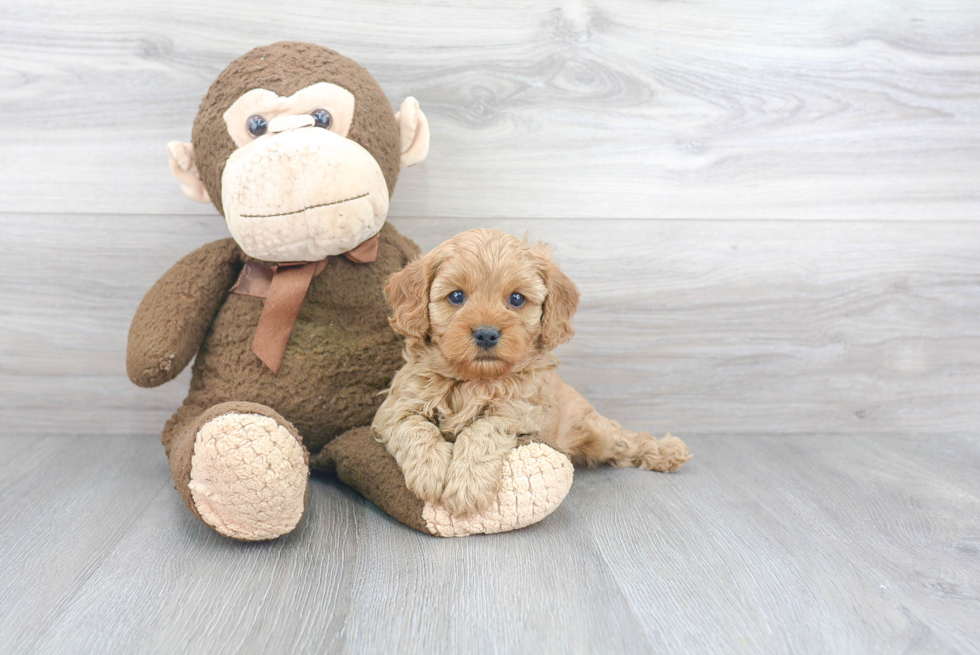 Funny Cavapoo Poodle Mix Pup