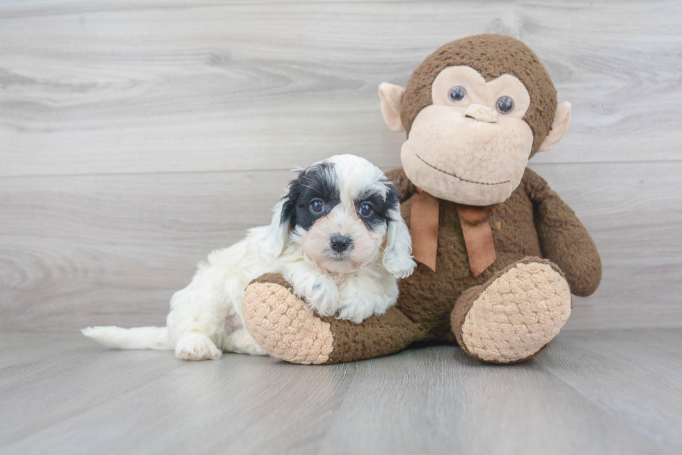 Cavapoo Puppy for Adoption