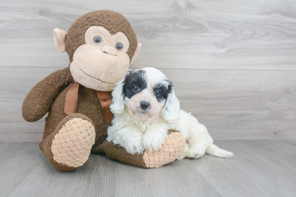 Cavapoo Puppy for Adoption