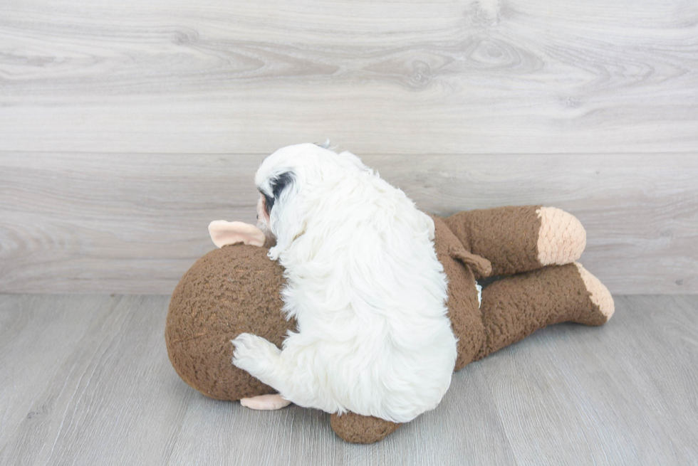 Energetic Cavoodle Poodle Mix Puppy