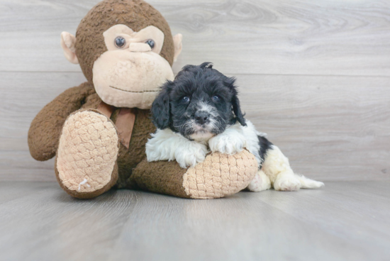 Cavapoo Pup Being Cute