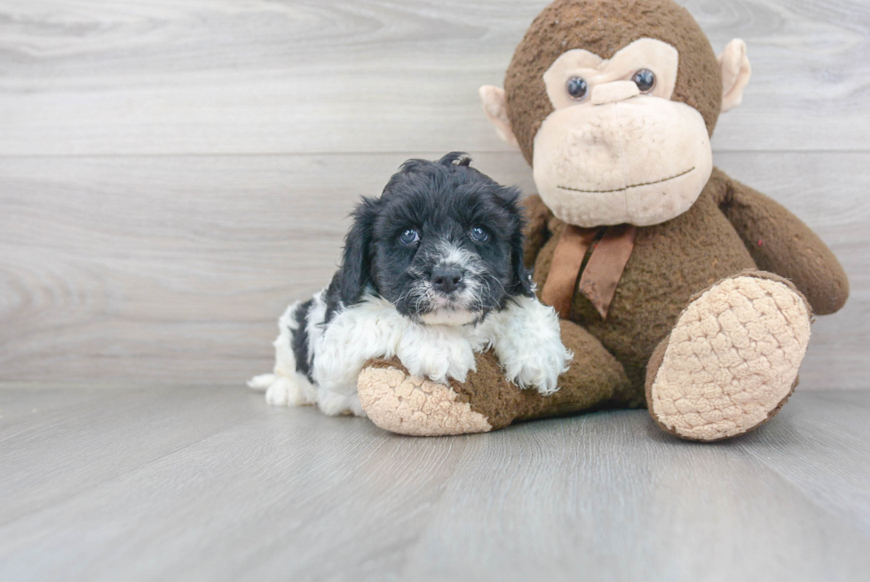 Happy Cavapoo Baby