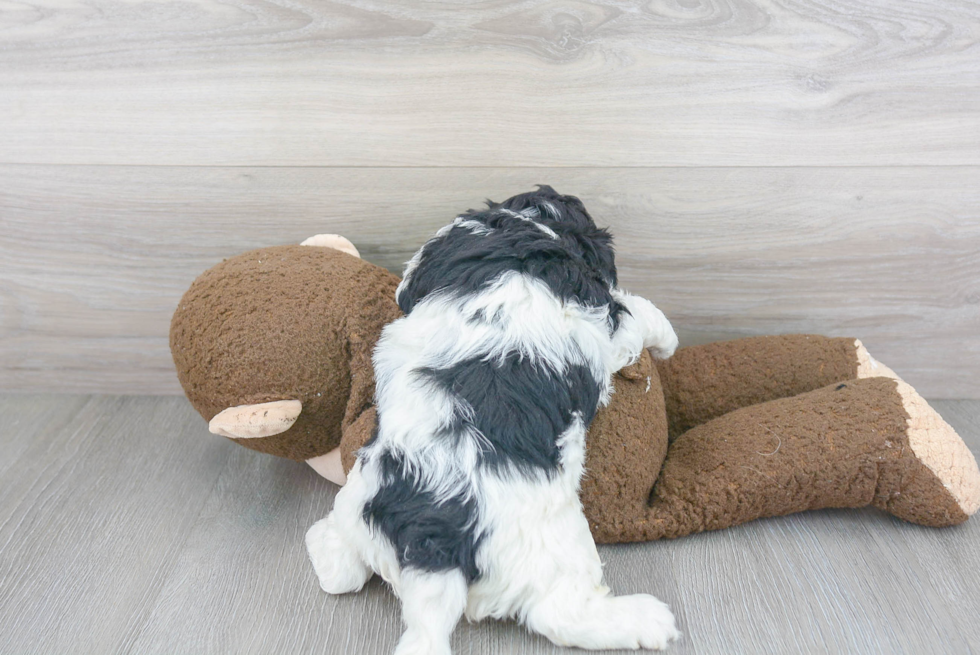 Best Cavapoo Baby