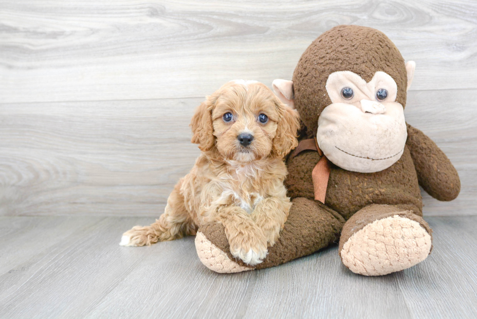 Best Cavapoo Baby