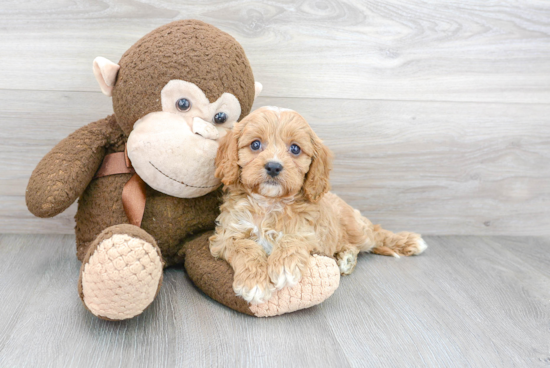 Playful Cavoodle Poodle Mix Puppy