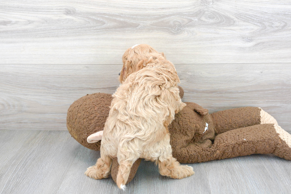 Cavapoo Pup Being Cute