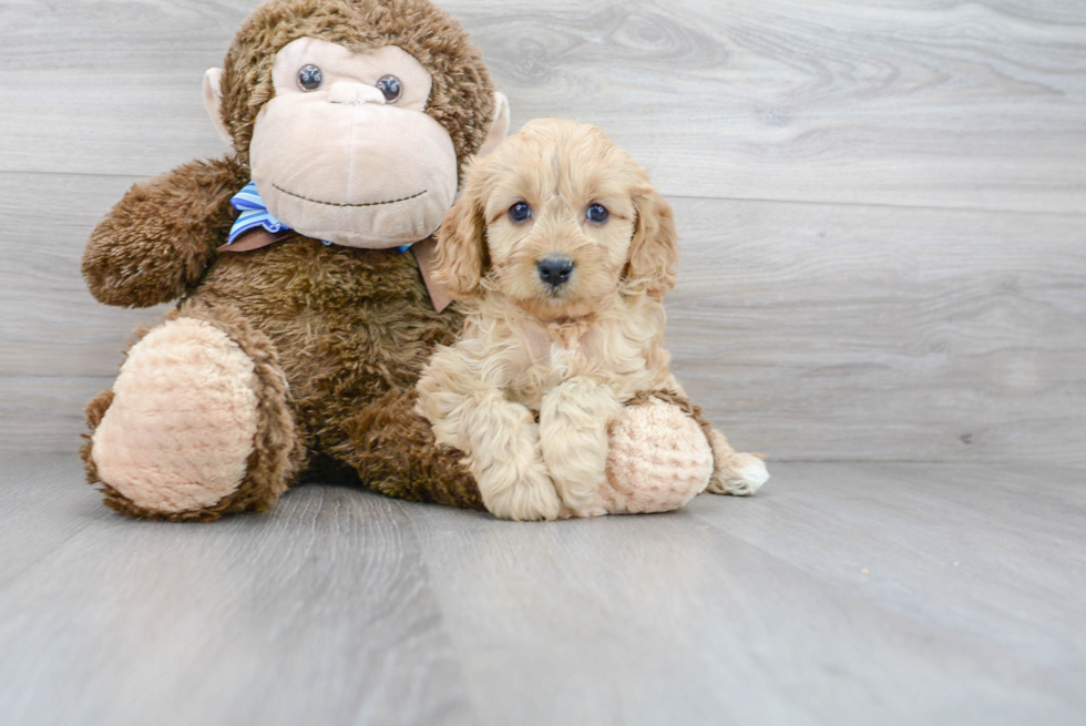 Cavapoo Pup Being Cute