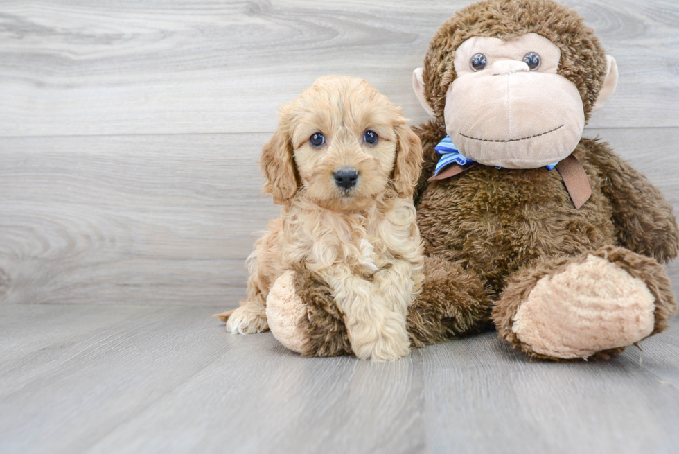 Cavapoo Pup Being Cute