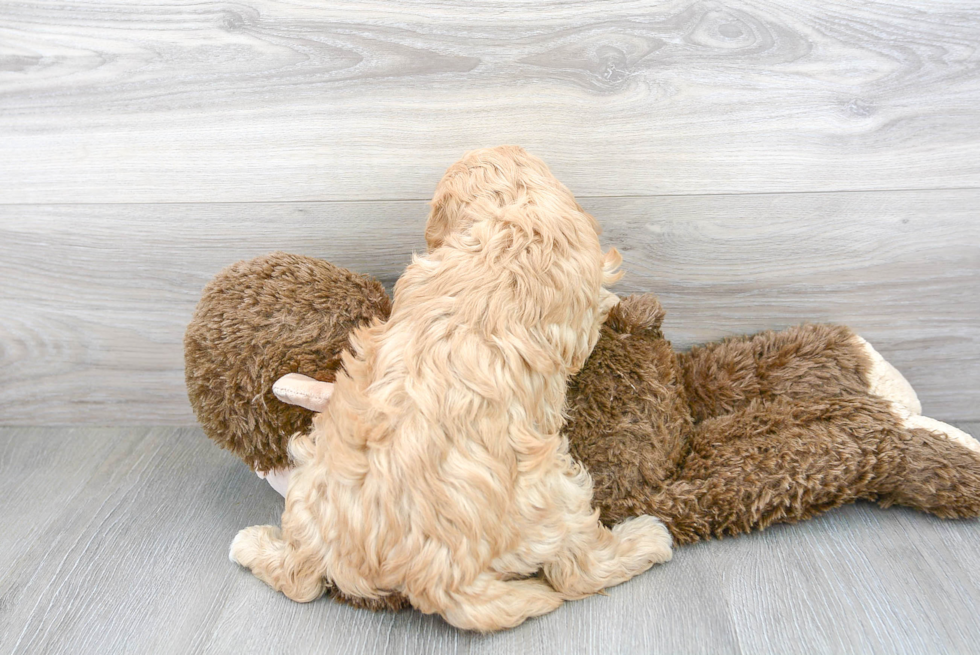 Popular Cavapoo Poodle Mix Pup