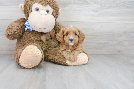 Cavapoo Pup Being Cute