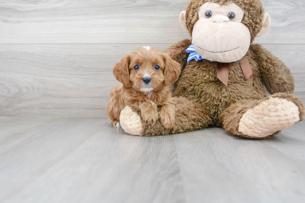 Funny Cavapoo Poodle Mix Pup