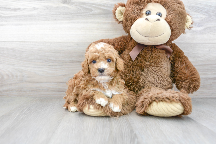 Best Cavapoo Baby