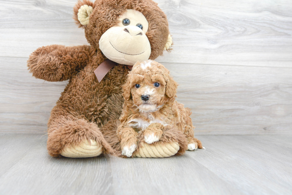 Adorable Cavoodle Poodle Mix Puppy