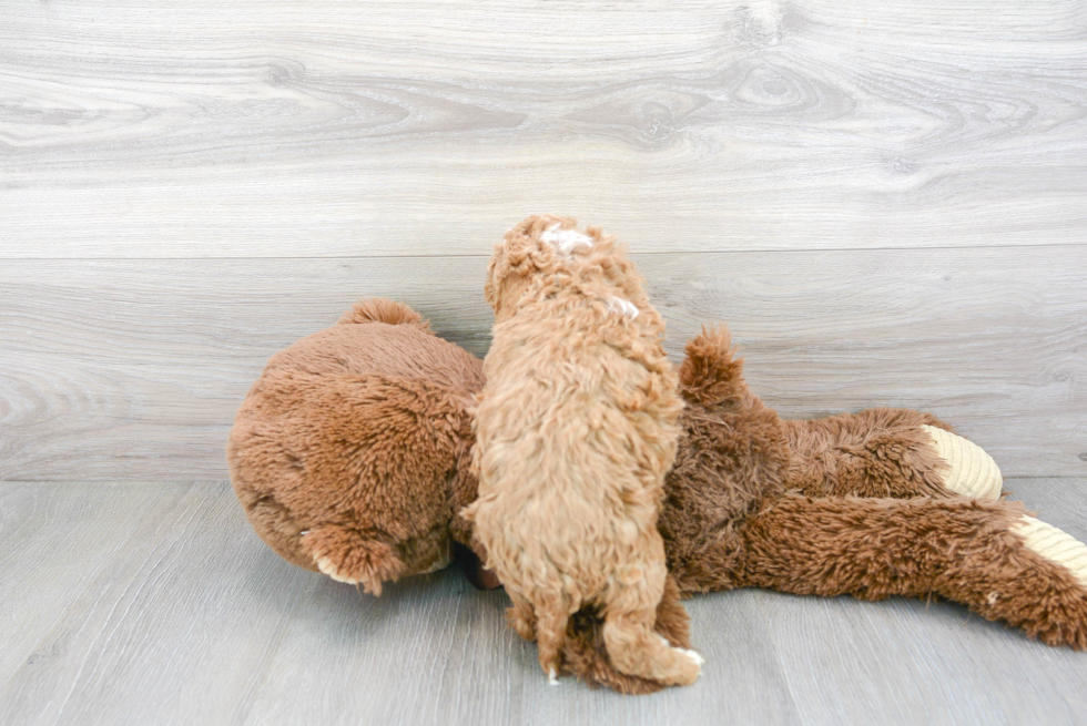 Cavapoo Pup Being Cute