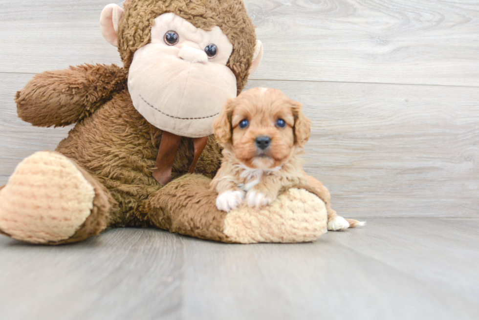 Cavapoo Puppy for Adoption