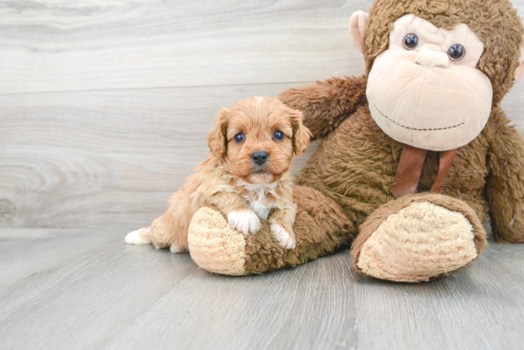 Cavapoo Puppy for Adoption