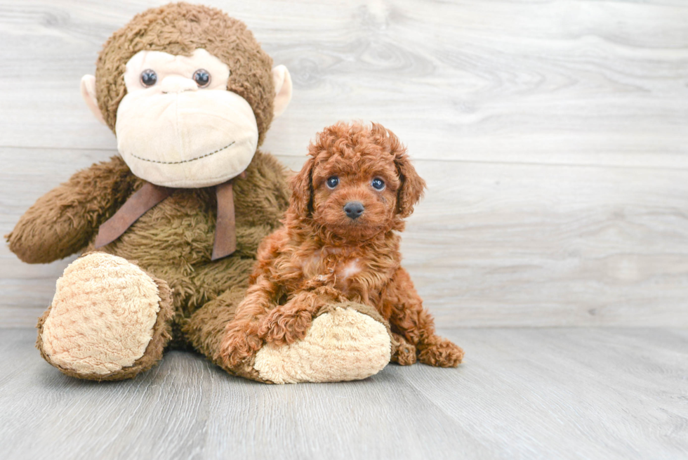 Popular Cavapoo Poodle Mix Pup