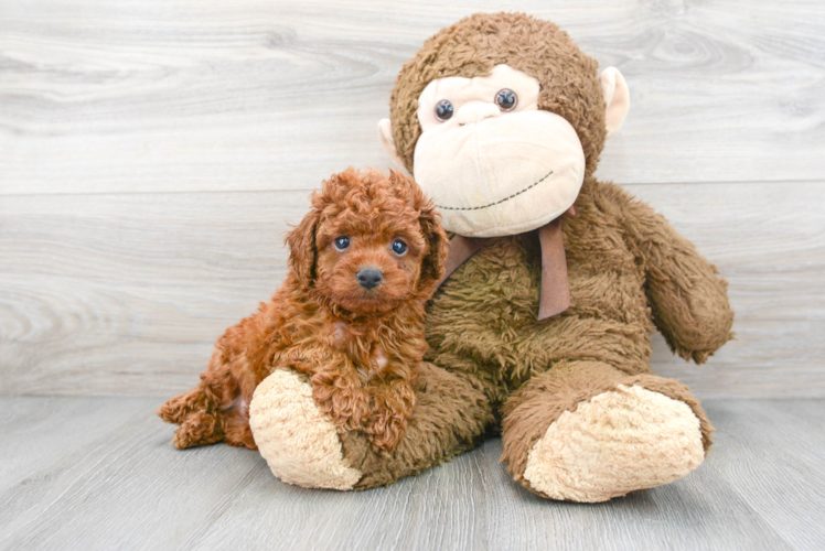 Cavapoo Pup Being Cute