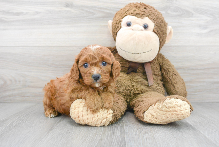 Best Cavapoo Baby