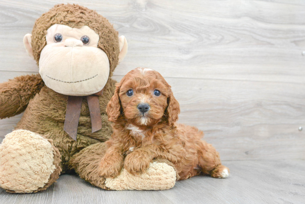 Sweet Cavapoo Baby