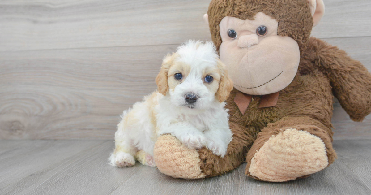 Little Cavapoo Ellis: 4lb 2oz Doodle Puppy