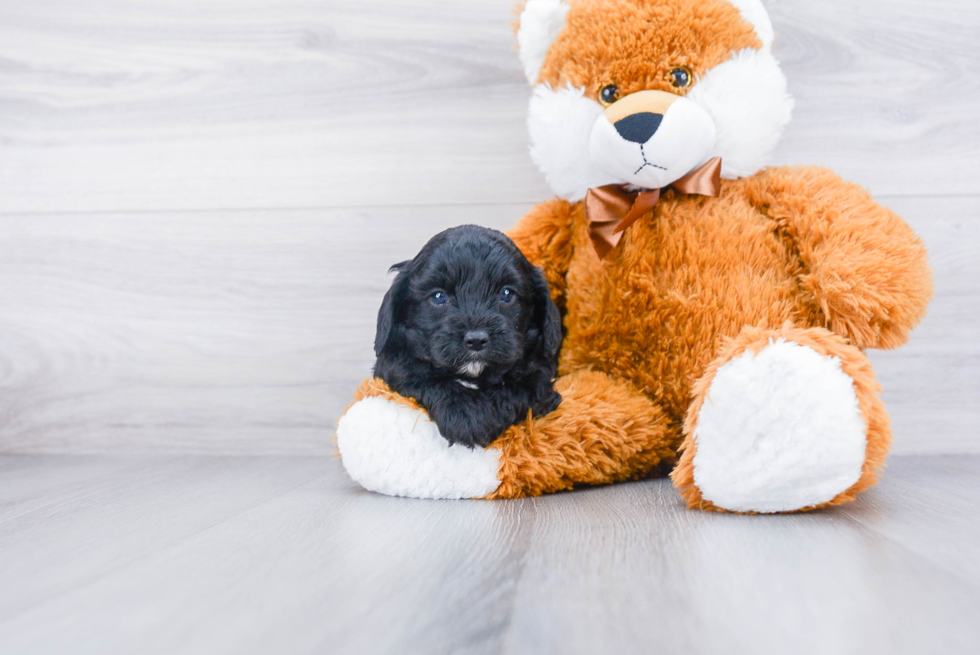 Cavapoo Pup Being Cute