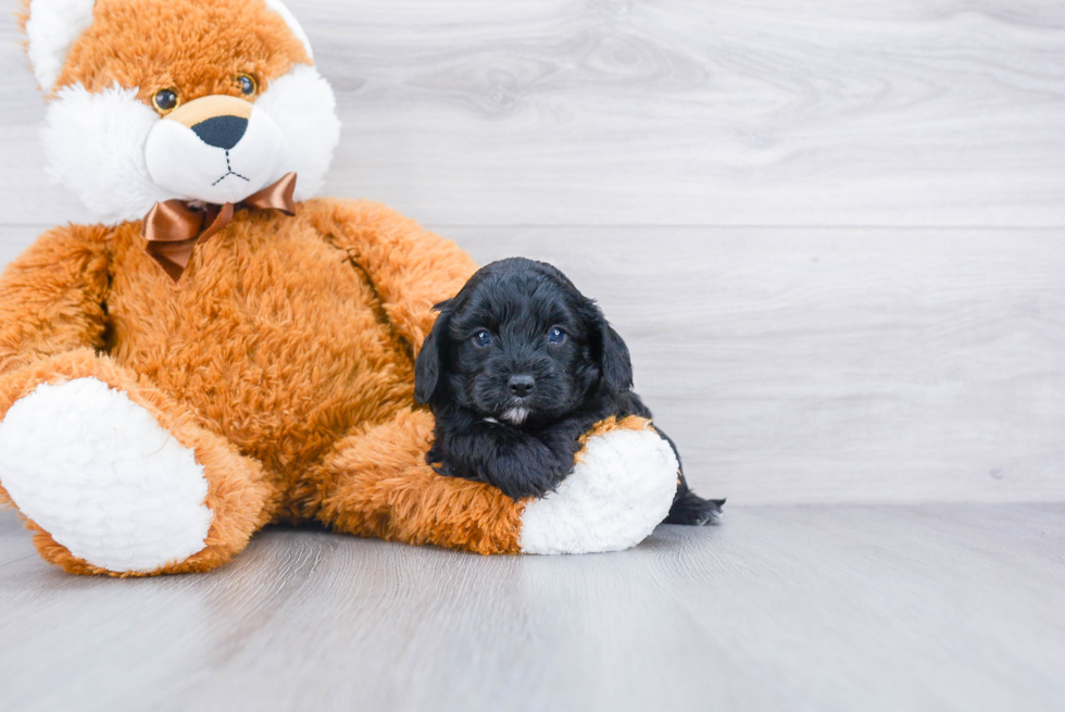 Hypoallergenic Cavoodle Poodle Mix Puppy