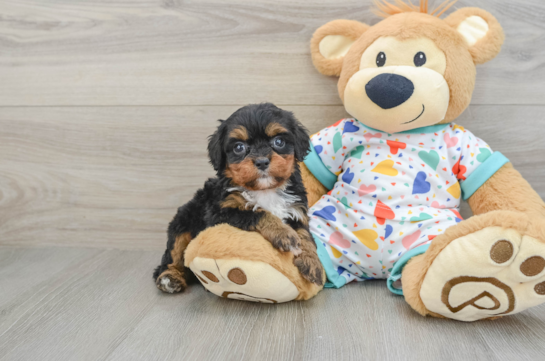 Cavapoo Pup Being Cute