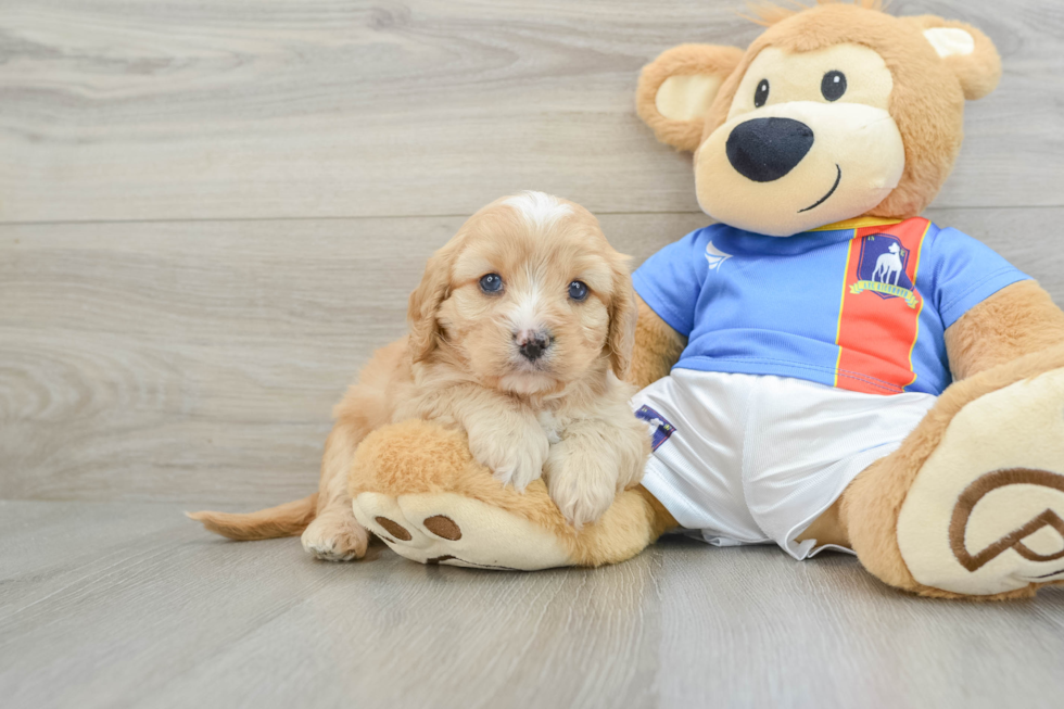 Funny Cavapoo Poodle Mix Pup