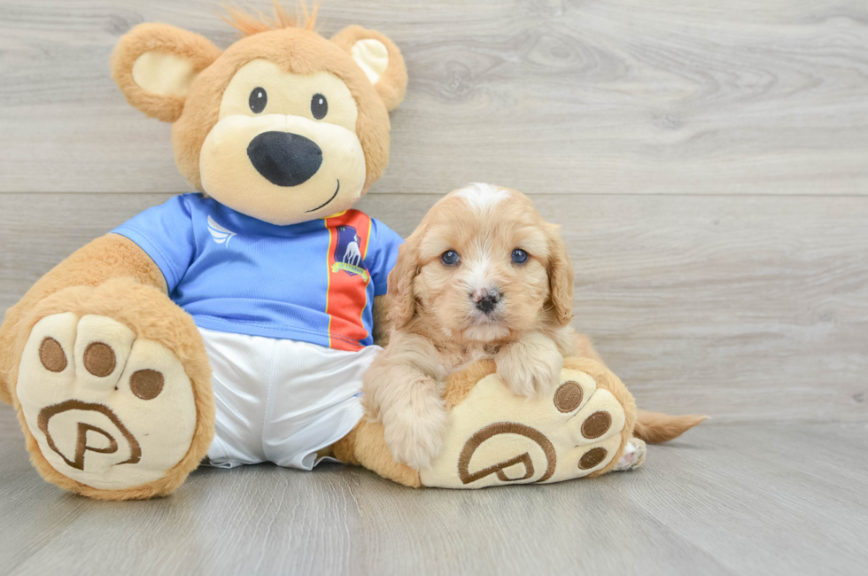 5 week old Cavapoo Puppy For Sale - Premier Pups