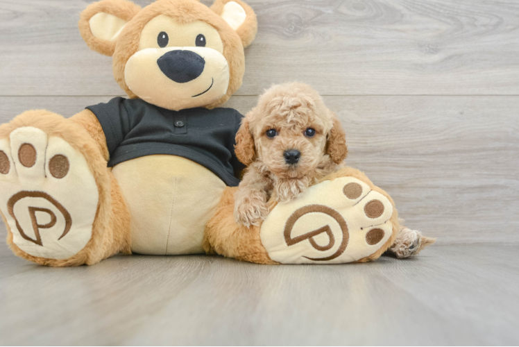 Happy Cavapoo Baby