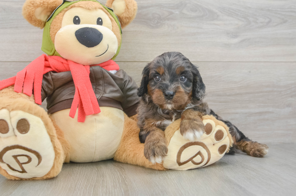5 week old Cavapoo Puppy For Sale - Premier Pups