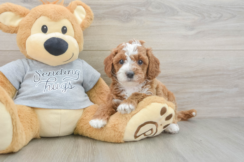 6 week old Cavapoo Puppy For Sale - Premier Pups