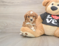 7 week old Cavapoo Puppy For Sale - Premier Pups