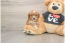 Best Cavapoo Baby