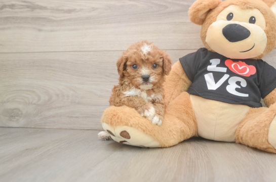 Best Cavapoo Baby