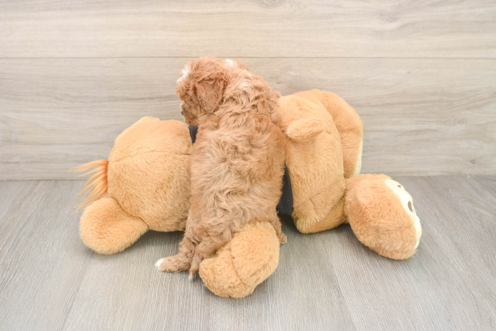 Hypoallergenic Cavadoodle Poodle Mix Puppy