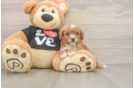 Smart Cavapoo Poodle Mix Pup
