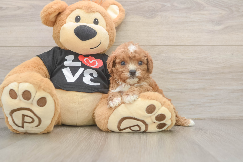 Smart Cavapoo Poodle Mix Pup