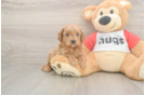 Fluffy Cavapoo Poodle Mix Pup