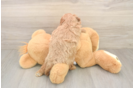 Adorable Cavalier King Charles Spaniel and Poodle Mix Poodle Mix Puppy