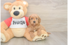 Best Cavapoo Baby