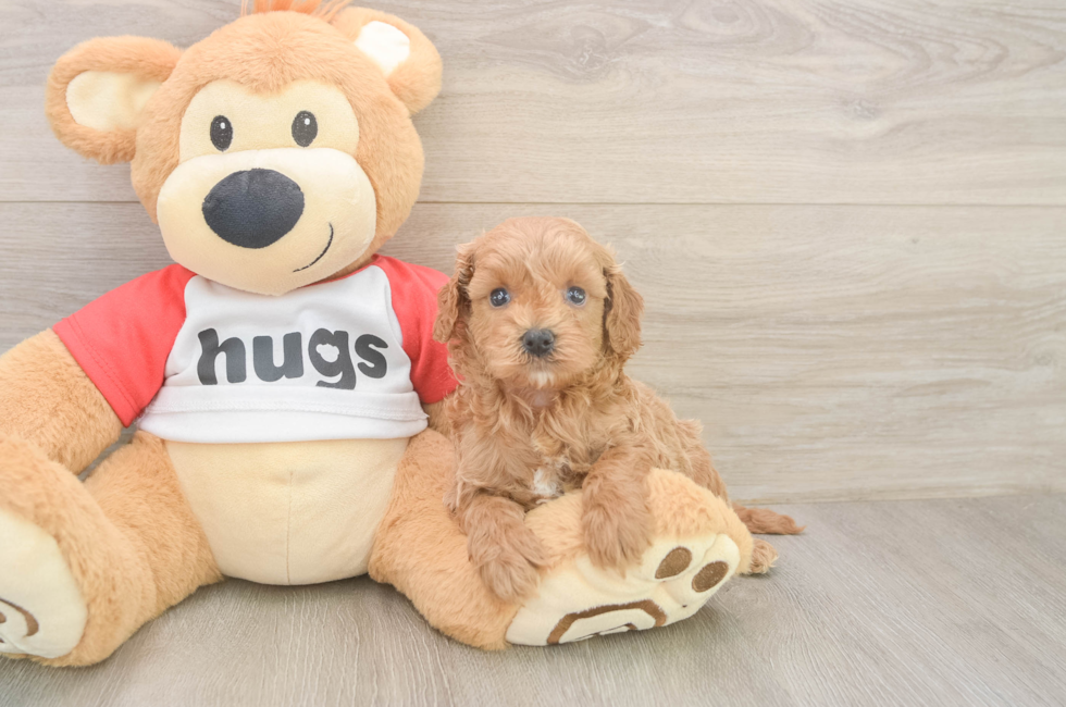 5 week old Cavapoo Puppy For Sale - Premier Pups