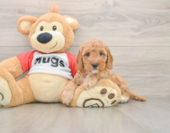 8 week old Cavapoo Puppy For Sale - Premier Pups