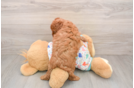 Cavapoo Puppy for Adoption