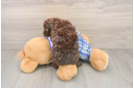 Funny Cavapoo Poodle Mix Pup
